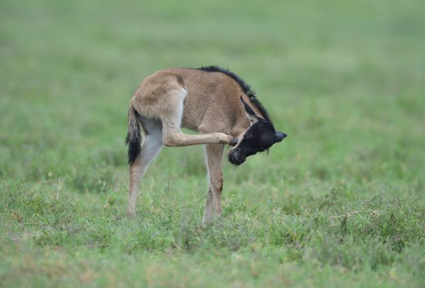 newborn of Blue wildebeest (Gnu or Connochaetes taurinus) in the Serengeti national park