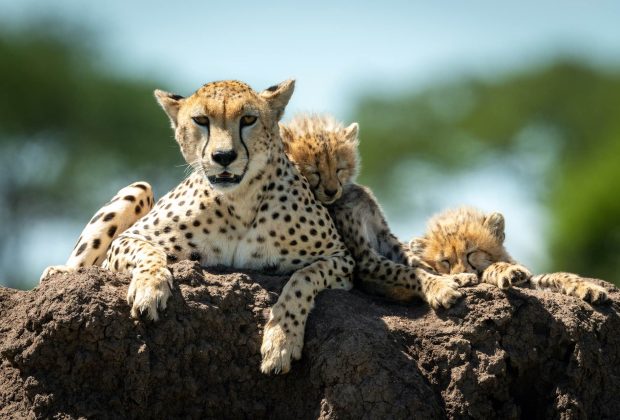 Cheetah lies on mound with sleeping cubs