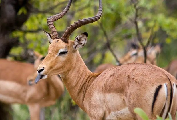 lake manyara antelope