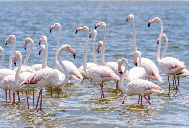 Flamingo in lake manyara