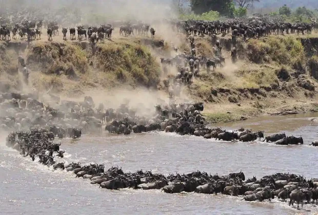 migration serengeti