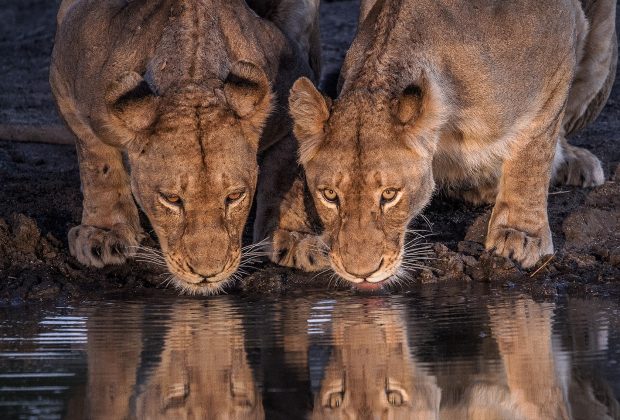 ngorongoro crater lions