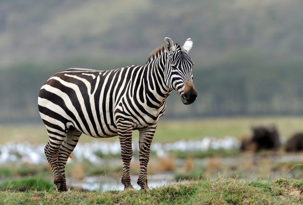 Zebra in the National Reserve of Africa, Kenya