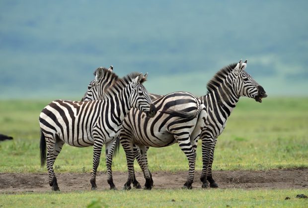 Zebra in Serengeti National Park, Tanzania, East Africa