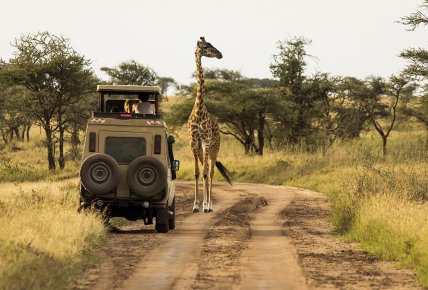 Giraffe with trees in background during sunset safari in Serengeti National Park, Tanzania. Wild nature of Africa. Safari car in the road