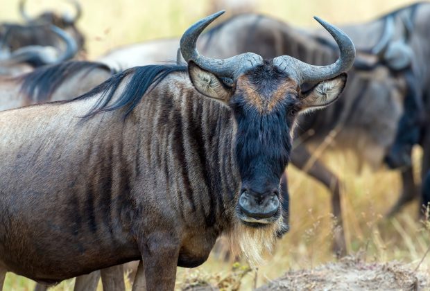 Wildebeest in savannah, National park of Kenya, Africa