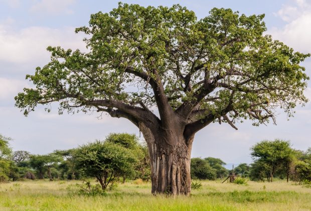 Baobab tree in the Tarangire National Park in Tanzania