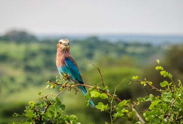 Colorful bird in the Tarangire National Park in Tanzania