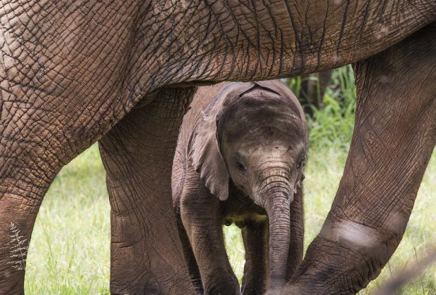 Baby Afrfican Elephant Calf between the legs of its mother and minders