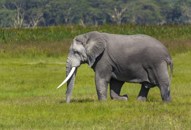 tarangire elephants